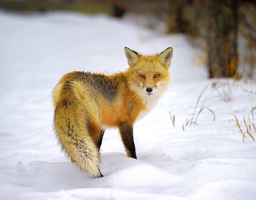 Fox in snow3