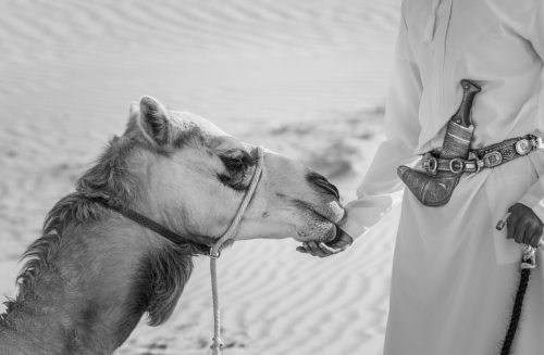 Camel Love