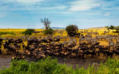 African animals