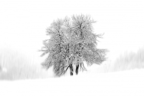 Loneliness 4