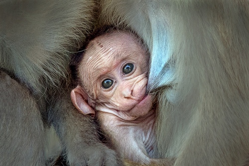 Baby 1