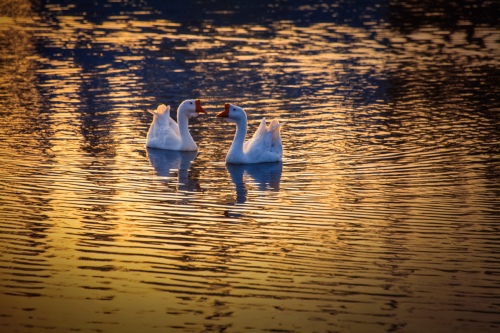 Contend for beauty