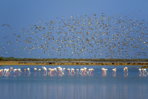Feathery Flock