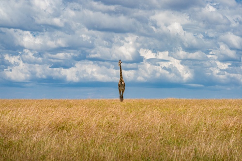 Solitude