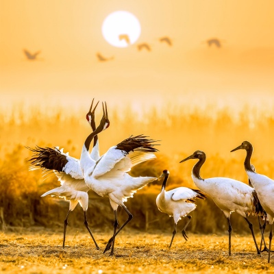 A flock of cranes meet the sun