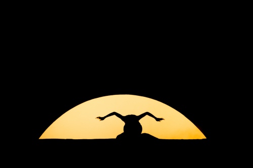 Fly