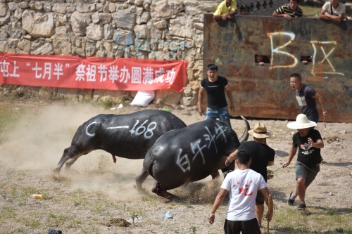 Bull fight