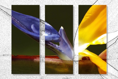  Bird of Paradise