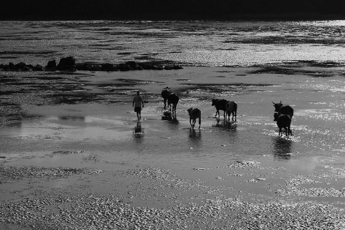 Cattle crossing at low tide, Rodrigues Island