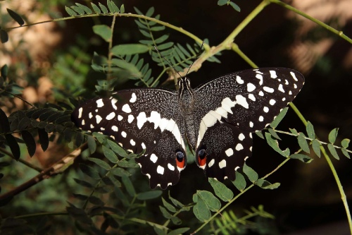  Citrus swallowtail butterfly
