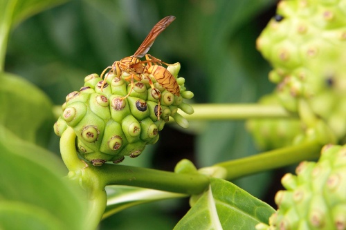 Wasp on the Noni fruit