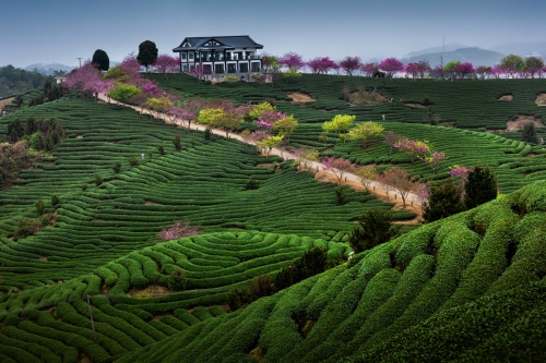 Spring scene of tea garden