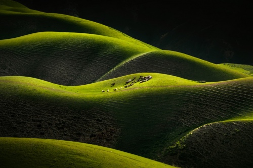 Pastoral of the prairie
