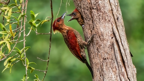 Banded Woodpeckers