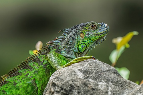 Lizard