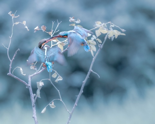 Kingfishers
