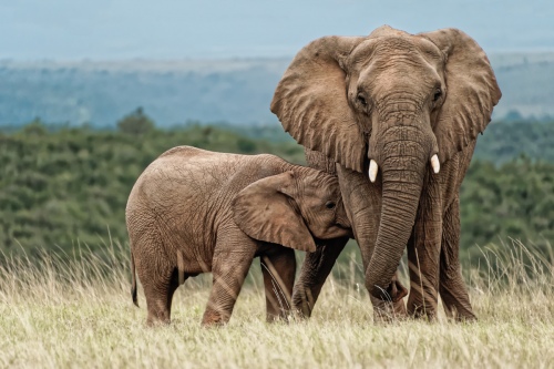 Mother and Calf