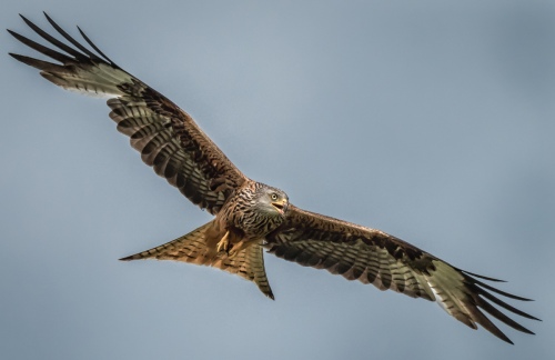 Red Kite Calling
