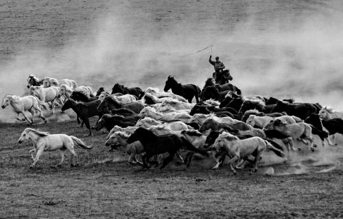 Horses running on Bashang