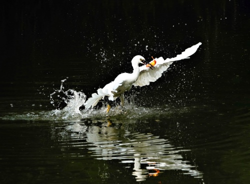 Egret predation