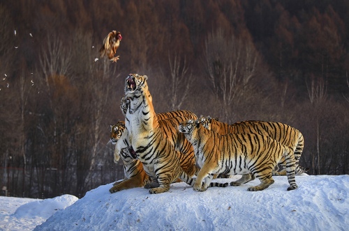 Hungry tigers wait for food