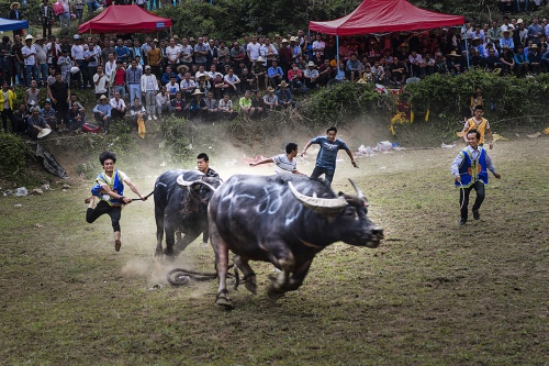 Competition of Ox King