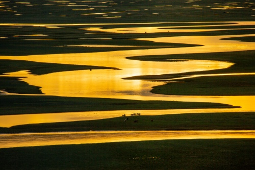 Flowing gold in the river