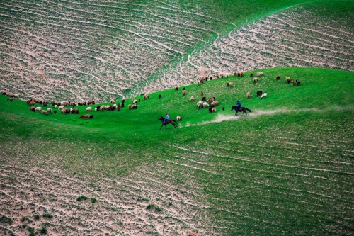 Green grazing