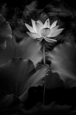 Stand Alone Lotus