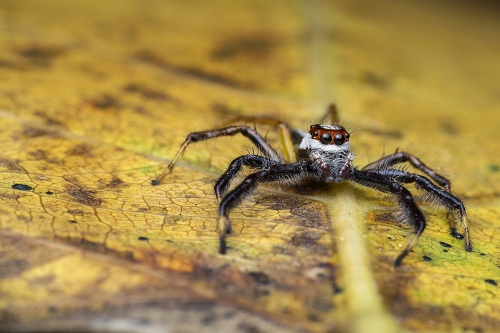 yellow spider