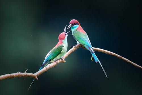 Feeding
