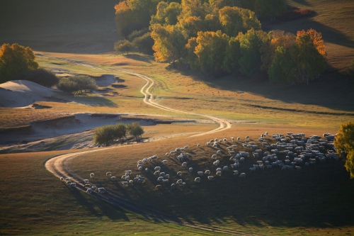 Sheep in the dawn