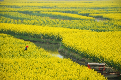 Golden fields
