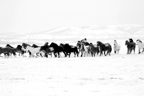 Horses on the snow