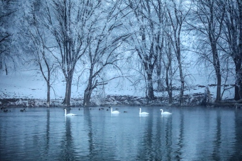 Little swans