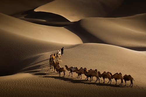 Camel bell