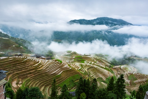 Morning mist on terraces