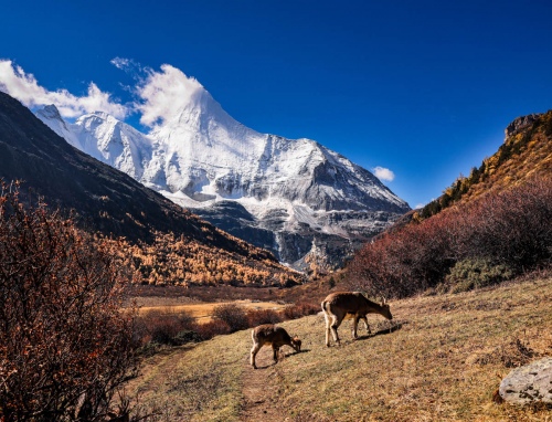Harmony between animals and nature
