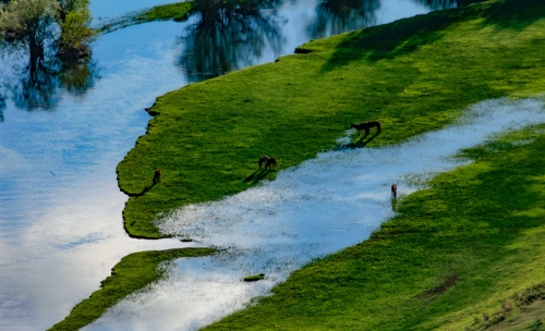 Green grass by the river