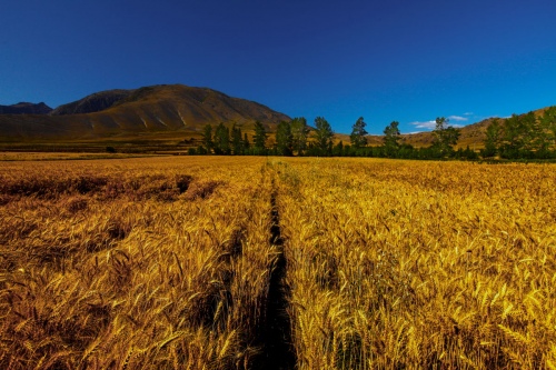Harvest goes forward