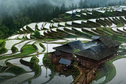 Terrace of Hmong village
