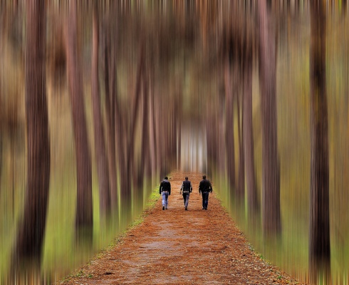 walking forest