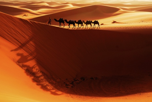 Love of Sahara