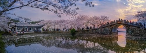 Rhyme of cherry blossom