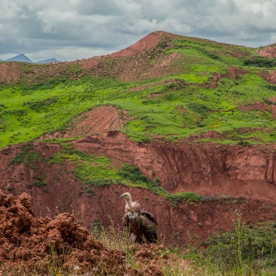 The vulture on the highland