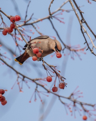 Waxwing 1