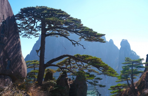 The Pine Greeting Guests