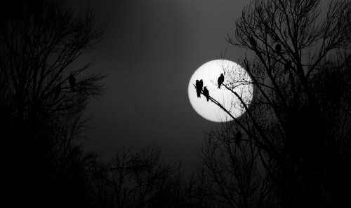Common buzzard in the moonlight