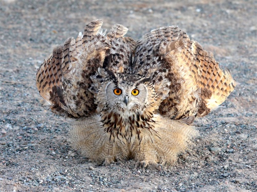 Bristle with anger