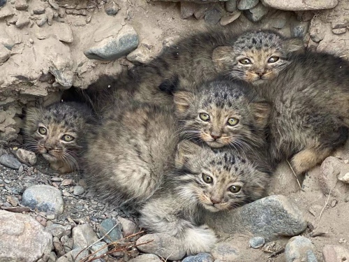 Manul